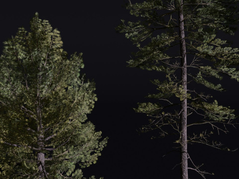 The European Pine Tree Model 3D