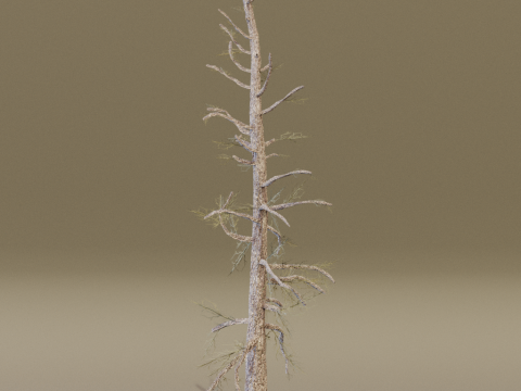 The Larch Siberian Bare Tree 3D Model