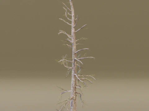 The Larch Siberian Bare Tree 3D Model
