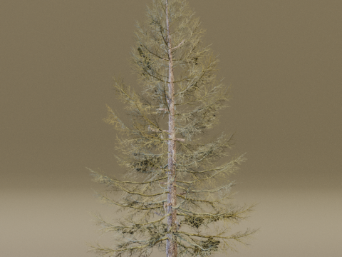 The Larch Siberian Bare Tree 3D Model