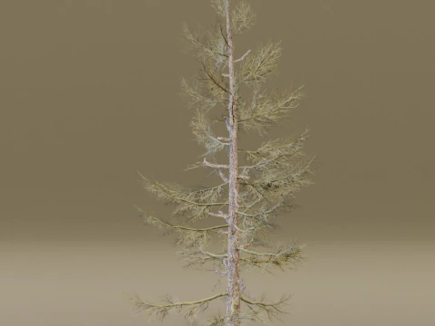 The Larch Siberian Bare Tree 3D Model