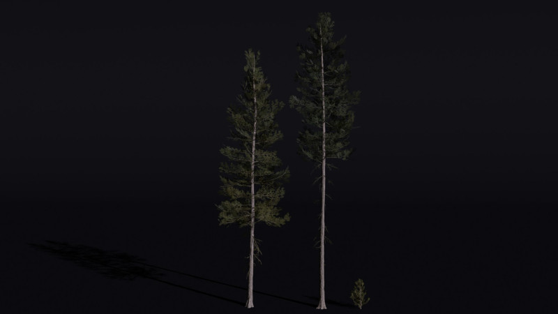 The Lodgepole Pine Tree 3D 모델 .c4d .max .obj .3ds .fbx .stl .blend
