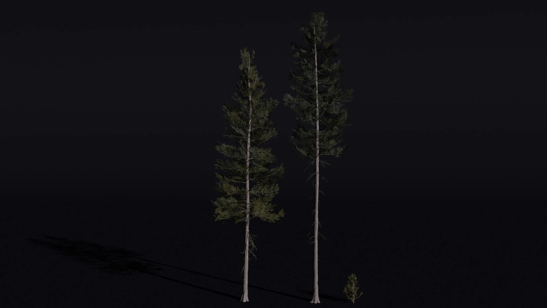 The Lodgepole Pine Tree 3D Model .c4d .max .obj .3ds .fbx .stl .blend