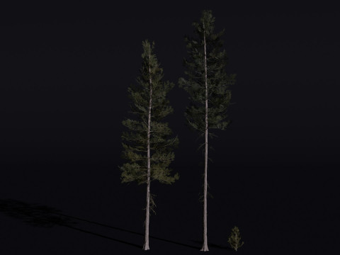 The Lodgepole Pine Tree 3D Модель