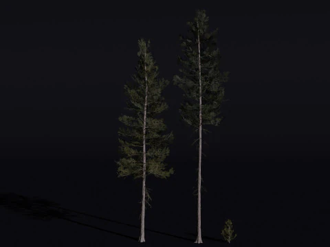 The Lodgepole Pine Tree 3D Model