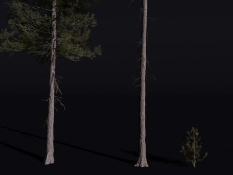 The Lodgepole Pine Tree 3D 모델