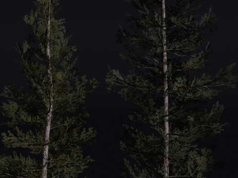 The Lodgepole Pine Tree 3D 모델