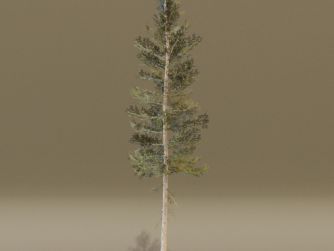 The Lodgepole Pine Tree 3D 모델