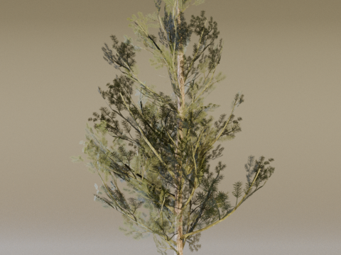 The Lodgepole Pine Tree 3D 모델