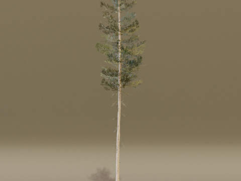 The Lodgepole Pine Tree 3D 모델