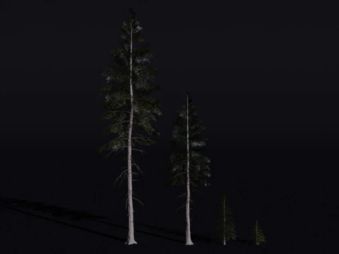 Świerk norweski Model 3D