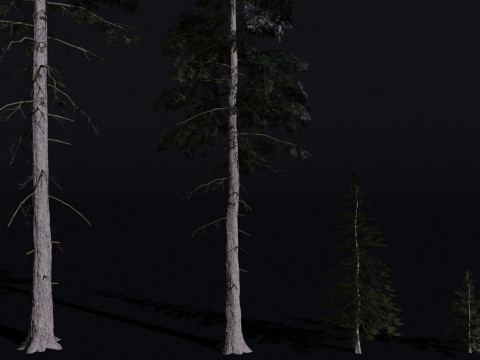 The Norway Spruce Tree Modelo 3D