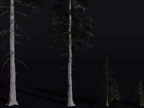 The Norway Spruce Tree 3D Model