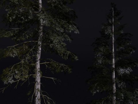 The Norway Spruce Tree Modelo 3D