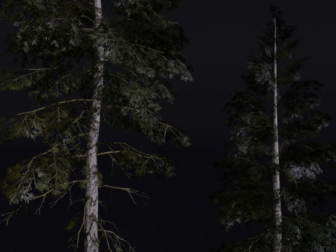 The Norway Spruce Tree 3D Model