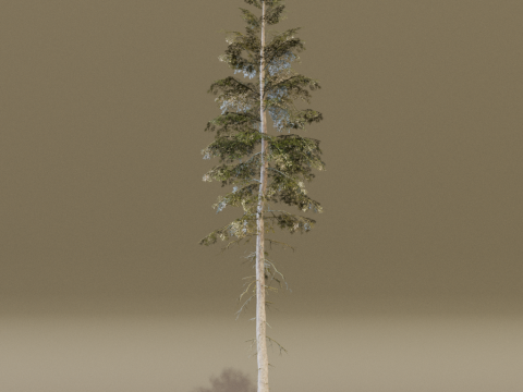 The Norway Spruce Tree Modelo 3D