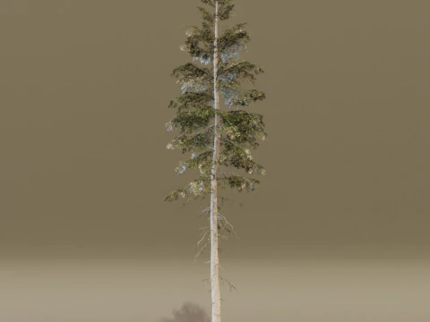 The Norway Spruce Tree 3D Model
