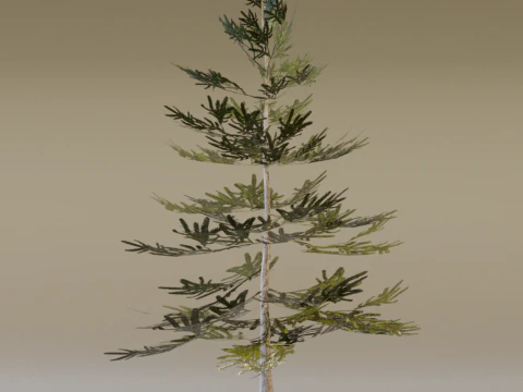 The Norway Spruce Tree 3D Model