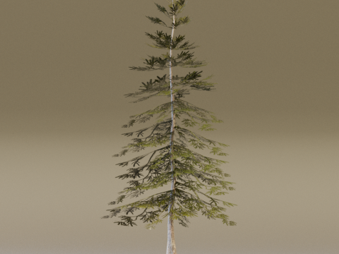 The Norway Spruce Tree Modelo 3D