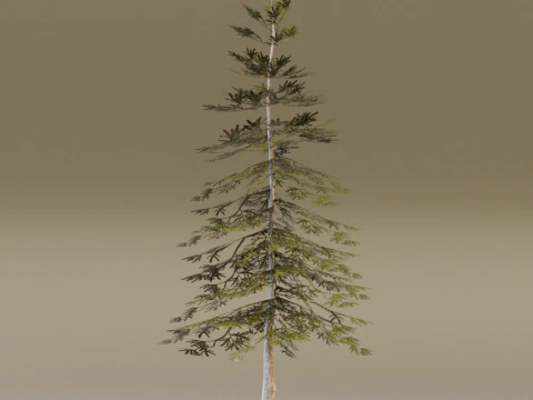 The Norway Spruce Tree 3D Model