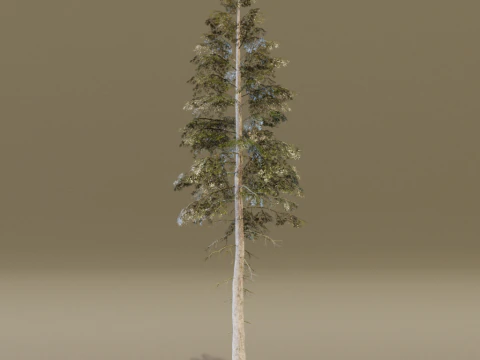 The Norway Spruce Tree 3D Model