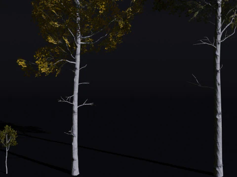 The Quaking Aspen Tree 3D Model