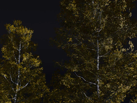 The Quaking Aspen Tree 3D Model