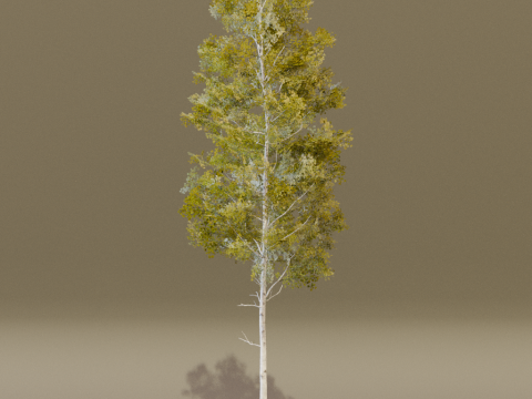 The Quaking Aspen Tree Modello 3D