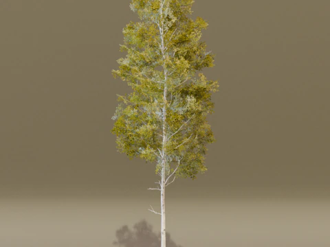 The Quaking Aspen Tree 3D Model