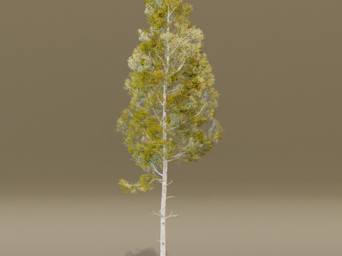 The Quaking Aspen Tree Modello 3D