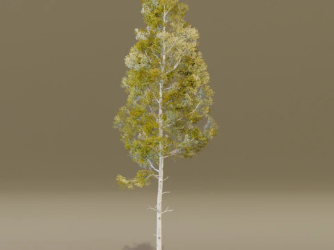 The Quaking Aspen Tree 3D Model