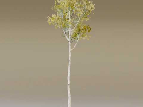 The Quaking Aspen Tree 3D Model