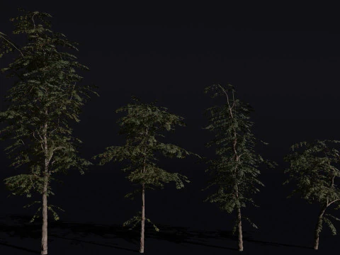 लाल चेरी का पेड़ 3D मॉडल