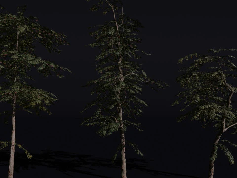 The Red Cherry Tree 3D Model
