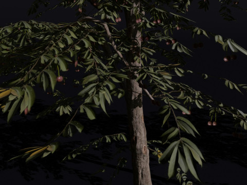 The Red Cherry Tree Modèle 3D