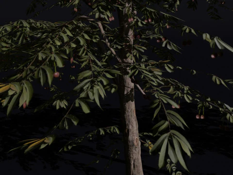 The Red Cherry Tree 3D Model