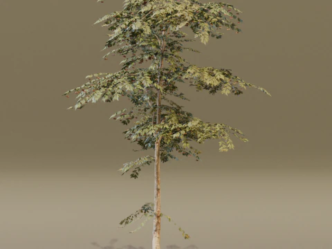 The Red Cherry Tree 3D Model
