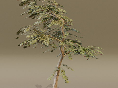 The Red Cherry Tree Modèle 3D