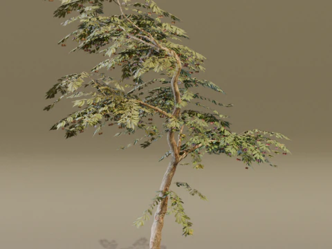 The Red Cherry Tree 3D Model