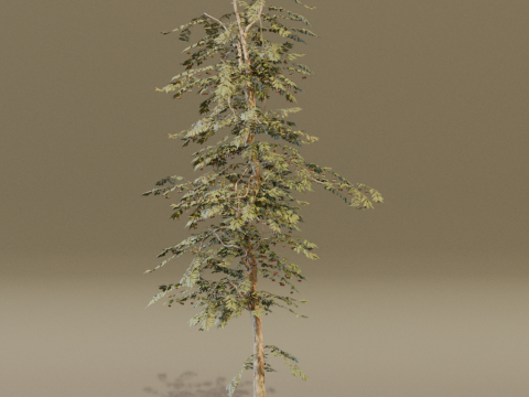 The Red Cherry Tree Modèle 3D