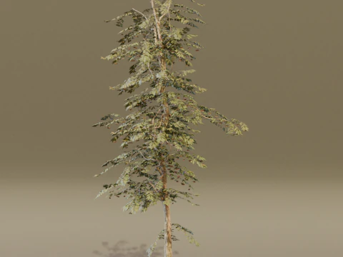 The Red Cherry Tree 3D Model