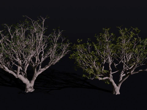 The Red Coral Tree 3D Model