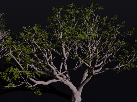 The Red Coral Tree 3D Modell