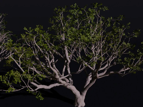 The Red Coral Tree 3D Model