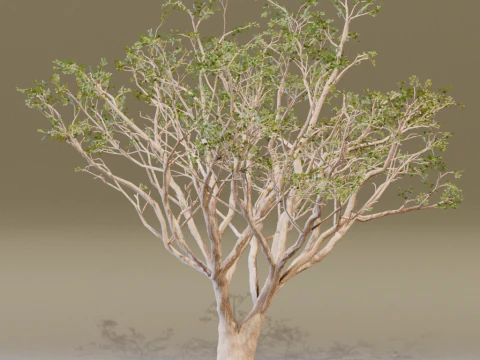 The Red Coral Tree 3D Model