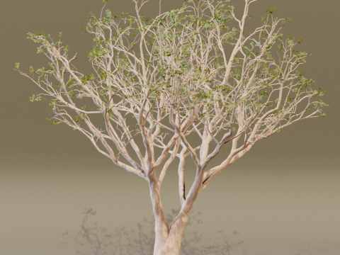 The Red Coral Tree 3D Modell