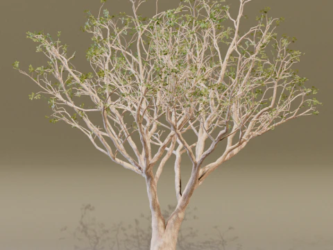The Red Coral Tree 3D Model