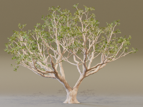The Red Coral Tree 3D Modell