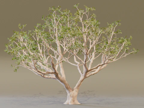 The Red Coral Tree 3D Model