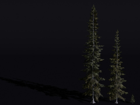 The Sabalpine Fir Tree Modello 3D